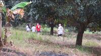 thumbnail of 