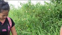 thumbnail of 