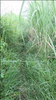 thumbnail of 