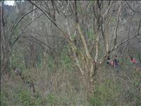 thumbnail of 