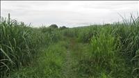 thumbnail of 