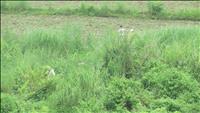 thumbnail of 